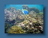 Helengeli 285